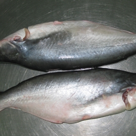 Cá Tra Nguyên Con Còn Đầu